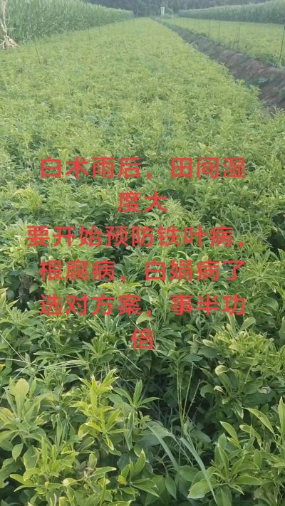 雨期过后白术病害要防治了
预防铁叶病，白娟病
现在也进入了膨大期
可以打膨大的
