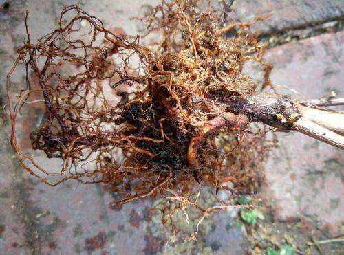 蓝莓根腐病由真菌引发，致根烂叶黄，需选抗病种、控水肥、用药物防治。