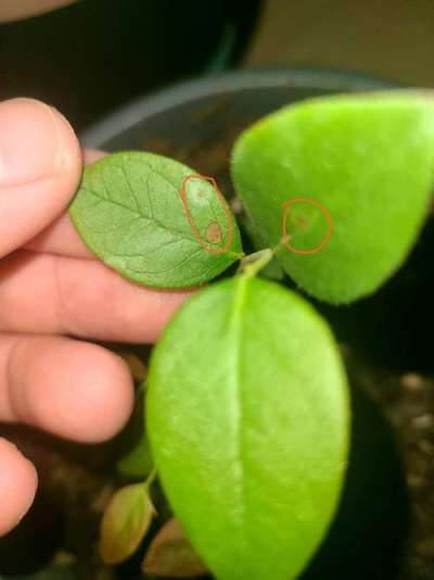 蓝莓叶斑病高温湿发，叶斑霉层致早落，农化生防结合控病保产