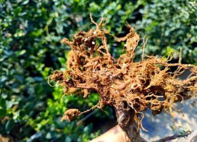 蓝莓根腐病镰刀菌致，根腐叶枯株萎，农化生防结合控病保产