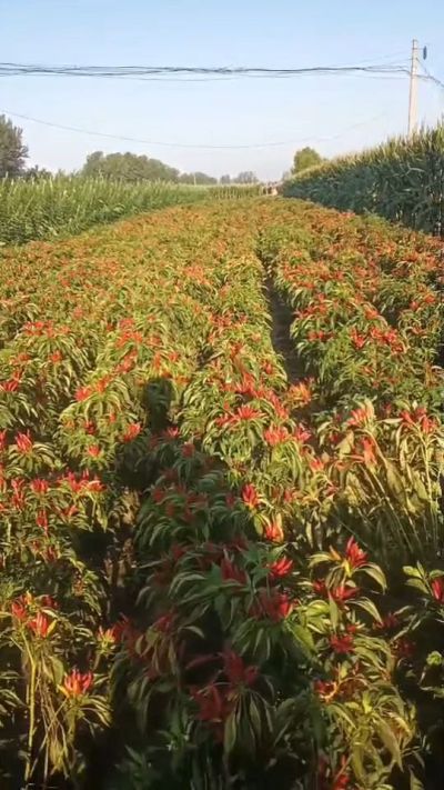 金樱一号辣椒，早熟，大果形，抗日灼，果子重