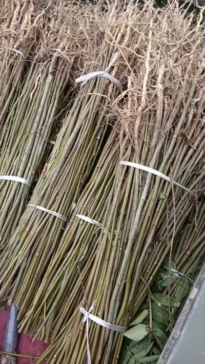 臭椿苗，一年子播苗，大量供应！苗圃基地直销。需要联系