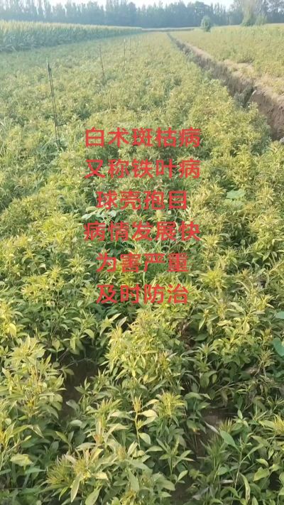 白术斑枯病
又称铁叶病