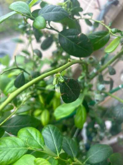 蓝莓白粉虱：从识别到防治的全指南