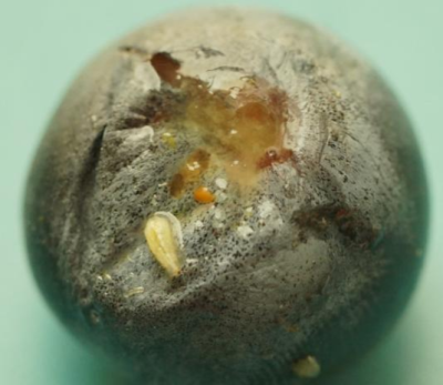 蓝莓果蝇危害大，综合防治要趁早，农物化生结合保蓝莓品质