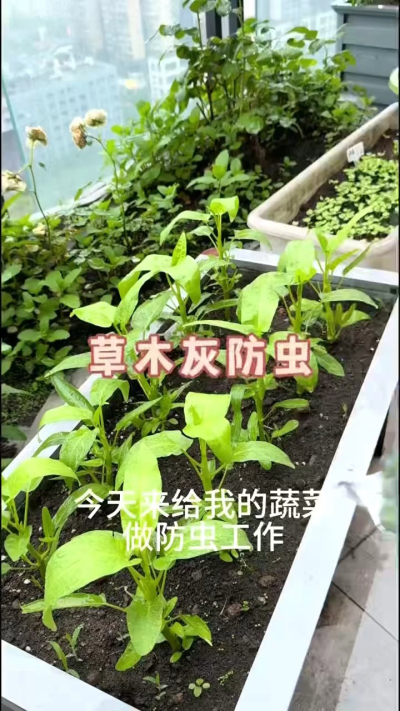 草木灰防虫，防根腐病