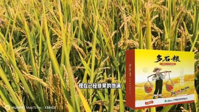 多石粮-谷物小分子有机酸，田间表现。
剑叶挺拔，灌浆饱，千粒重，上粮快。