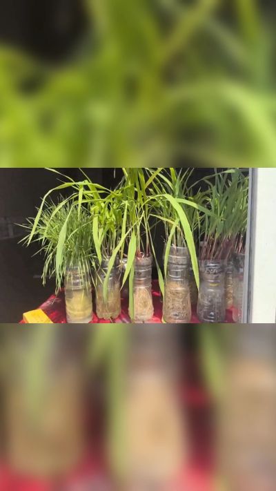 微生物菌剂，出厂前每克添加5亿微生物。最新实验生根育苗，保证不烧苗，促进毛细根增长，抑制病虫害，疏松土壤，保水保肥。近期需要用肥的老板提前联系，19331068337微信同步。