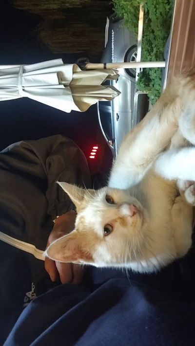 这是我在野外今年春天开始喂养的小猫🐈🐱🐱🐱🐱🐱🐱🐱🐱🐱🐱🐱很可爱