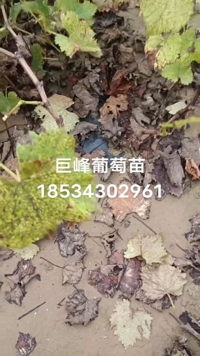 巨峰葡萄苗，一年扦插苗，苗圃基地直销！需要联系18534302961