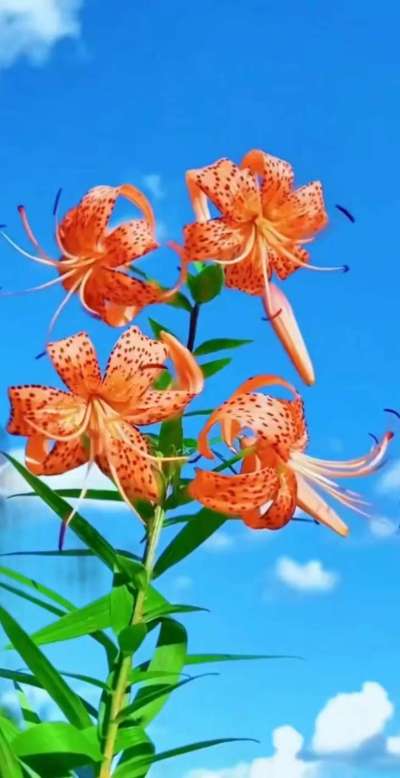 美丽的花散发幻清香，难己释怀。