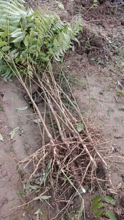 出售臭椿苗，巨峰葡萄苗。药用连翘苗，科研五号优质种苗，2/5年苗，药用连翘树，挂果树，全国包邮到家！财富密码18534302961