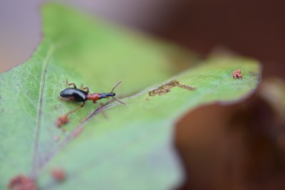 甘薯小象甲的危害与识别