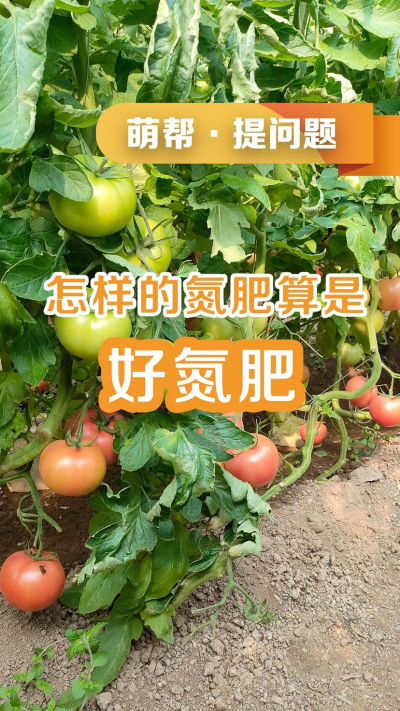 怎样的氮肥算是好氮肥