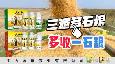 冬季种植，油菜，小麦，草莓等作物的，出现了除草剂药害，黄叶，僵苗，苗不长等问题，马上用多石粮，确保5天见到效果。