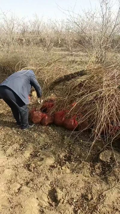 出售药用连翘苗，科研五号优质种苗，2/5年苗，药用连翘树，挂果树，全国包邮到家！财富密码18534302961出售药用连翘苗，科研五号优质种苗，2/5年苗，药用连翘树，挂果树，全国包邮到家！财富密码1