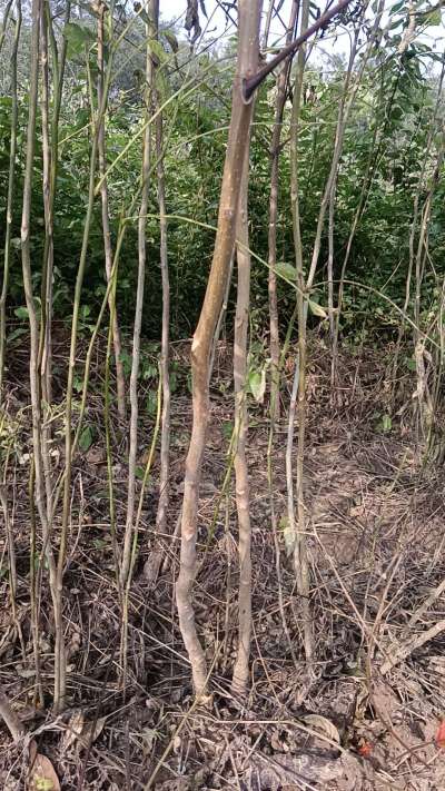 出售臭椿苗，巨峰葡萄苗。药用连翘苗，科研五号优质种苗，2/5年苗，药用连翘树，挂果树，全国包邮到家！财富密码18534302961