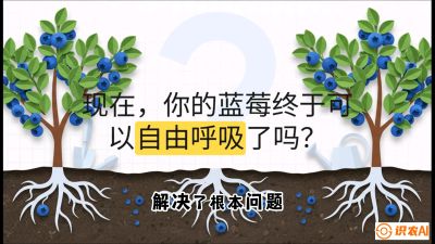 第3节：别把树&ldquo;憋死&rdquo;&mdash;&mdash;正确的定植与换盆手法,   课程：《蓝莓&ldquo;高产&rdquo;实战课：从选苗到丰收的10个关键点》