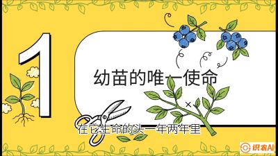 第6节：修剪决定产量（上）&mdash;&mdash;幼苗期与生长期修剪， 课程：《蓝莓&ldquo;高产&rdquo;实战课：从选苗到丰收的10个关键点》