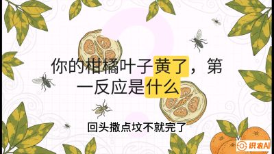 第一节：保命生死线&mdash;&mdash;黄龙病与木虱，课程：《柑橘十大病虫害：从入门到精通》