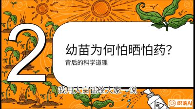 第02节：幼树管理&mdash;&mdash;&ldquo;防晒又防草，树势起得早&rdquo;，课程：《槟榔种植：从不懂到精通的10堂必修课》