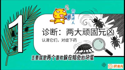 第06节：顽固虫害防治&mdash;&mdash;&ldquo;钻心虫与红蜘蛛，打准时间才服输&rdquo;《槟榔种植：从不懂到精通的10堂必修课》