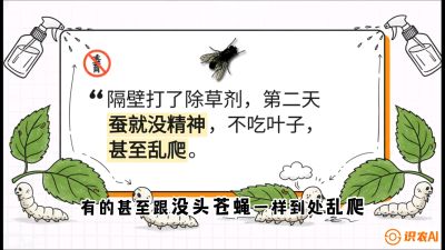 第05节：养蚕人的&ldquo;排雷战&rdquo;&mdash;&mdash;除草剂的生死禁忌，课程：《桑海淘金：桑树高产与蚕桑安全进阶实战课》