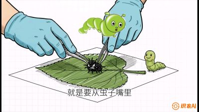 第07节：虫口夺叶（下）&mdash;&mdash;不得不打药时的&ldquo;解毒术&rdquo;，课程：《桑海淘金：桑树高产与蚕桑安全进阶实战课》