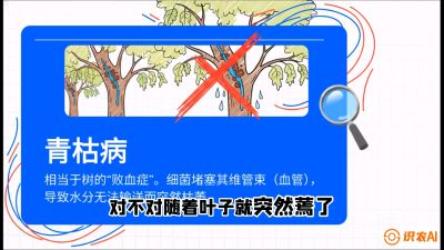 第08节：看不见的杀手&mdash;&mdash;青枯病与萎缩病，课程：《桑海淘金：桑树高产与蚕桑安全进阶实战课》