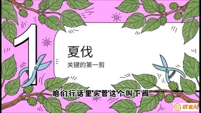 第11节：叶果双收&mdash;&mdash;特殊的夏伐与冬伐，课程：《桑海淘金：桑树高产与蚕桑安全进阶实战课》