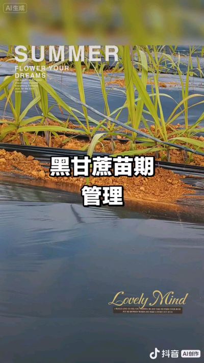 2025年11月份种下去的黑甘蔗苗