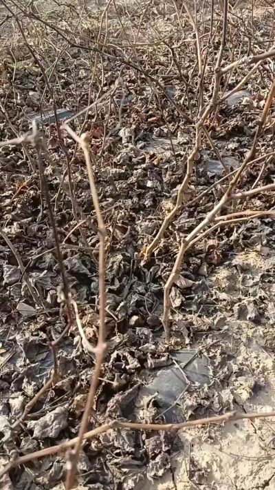 巨峰葡萄苗，一年扦插苗，，全国包邮到家！需要联系18534302961