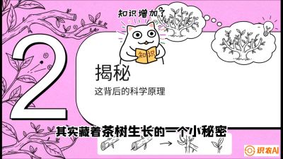 第04节（修剪篇）：树势复活术：从&ldquo;越剪越弱&rdquo;到&ldquo;枝繁叶茂&rdquo;的能量管理与夏秋茶逆袭，课程：《茶金时代：从&ldquo;看天吃饭&rdquo;到&ldquo;精准控局&rdquo;的茶叶高产提质实战课》