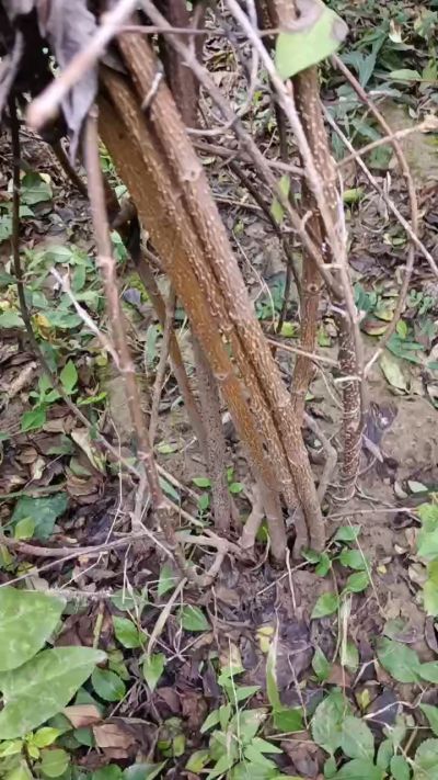 出售药用连翘苗，科研五号优质种苗，2/5年苗，药用连翘树，挂果树，全国包邮到家！财富密码18534302961出售药用连翘苗，科研五号优质种苗，2/5年苗，药用连翘树，挂果树，全国包邮到家！财富密码1