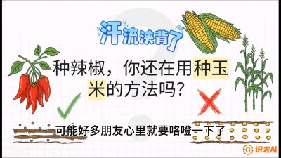 第1节：【品种定江山】工业辣椒vs小米辣：底肥公式与密度陷阱的&ldquo;百万生意经&rdquo;，课程：《辣椒种植实战特训营，从工业辣椒到精品小米辣，教你如何把&ldquo;草&rdquo;种成&ldquo;金&rdquo;》