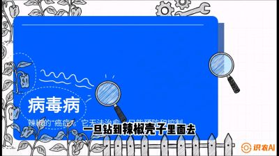 第5节：【病毒病阻击】辣椒的&ldquo;癌症&rdquo;怎么治？从&ldquo;绝收恐慌&rdquo;到&ldquo;带毒生产&rdquo;的逆转术，课程：《辣椒种植实战特训营，从工业辣椒到精品小米辣，教你如何把&ldquo;草&rdquo;种成&ldquo;金&rdquo;》