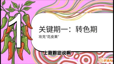 第8节：【小米辣线椒专场】颜值即正义！防花皮、防炭疽，打造收购商抢着要的&ldquo;精品果&rdquo;，课程：《辣椒种植实战特训营，从工业辣椒到精品小米辣，教你如何把&ldquo;草&rdquo;种成&ldquo;金&rdquo;》