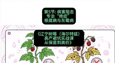 第五节： 病害阻击&mdash;&mdash;专治&ldquo;绝症&rdquo;根腐病与灰霉病，课程：《辽宁树莓（海尔特兹）高产避坑实战课：从保苗到高价》