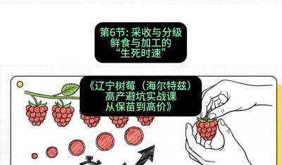 第六节： 采收与分级&mdash;&mdash;鲜食与加工的&ldquo;生死时速&rdquo;，课程：《辽宁树莓（海尔特兹）高产避坑实战课：从保苗到高价》