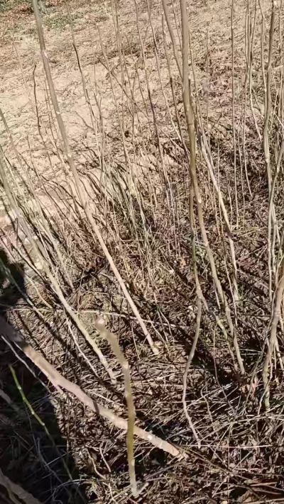 出售臭椿苗，巨峰葡萄苗。药用连翘苗，科研五号优质种苗，2/5年苗，药用连翘树，挂果树，全国包邮到家！财富密码18534302961