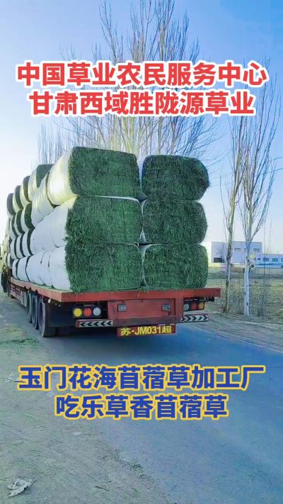 中国苜蓿草原产地批发苜蓿草 甘肃玉门胜陇源草业。18293765000