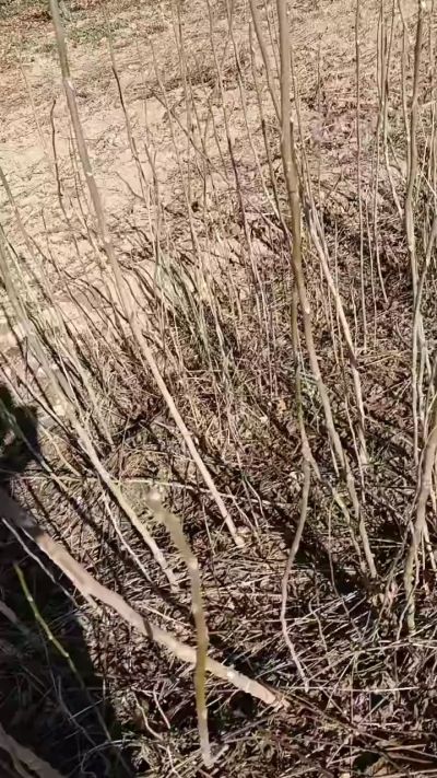 出售臭椿苗，巨峰葡萄苗。药用连翘苗，科研五号优质种苗，2/5年苗，药用连翘树，挂果树，全国包邮到家！财富密码18534302961