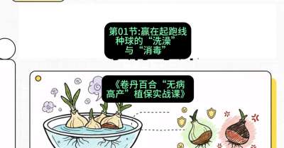第01节：赢在起跑线&mdash;&mdash;种球的&ldquo;洗澡&rdquo;与&ldquo;消毒&rdquo;，课程：《卷丹百合&ldquo;无病高产&rdquo;植保实战课》#识农AI