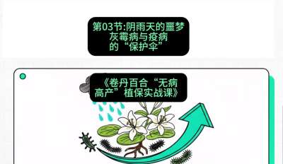 第03节：阴雨天的噩梦&mdash;&mdash;灰霉病与疫病的&ldquo;保护伞&rdquo;，课程：《卷丹百合&ldquo;无病高产&rdquo;植保实战课》#识农AI