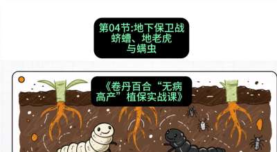 第04节：地下保卫战&mdash;&mdash;蛴螬、地老虎与螨虫 ，课程：《卷丹百合&ldquo;无病高产&rdquo;植保实战课》#识农AI