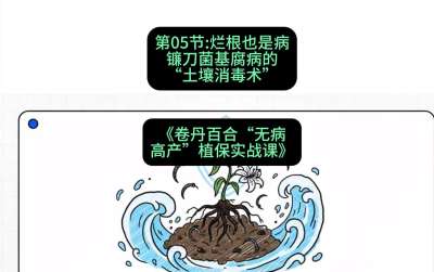 第05节：烂根也是病&mdash;&mdash;镰刀菌基腐病的&ldquo;土壤消毒术&rdquo; ，课程：《卷丹百合&ldquo;无病高产&rdquo;植保实战课》#识农AI
