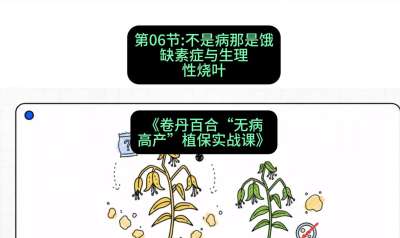 第06节：不是病那是饿&mdash;&mdash;缺素症与生理性烧叶 ，课程：《卷丹百合&ldquo;无病高产&rdquo;植保实战课》#识农AI