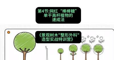 第04节：网红&ldquo;棒棒糖&rdquo;&mdash;&mdash;单干高杆植物的速成法，课程：《景观树木&ldquo;整形外科&rdquo;造型实战特训营》#识农AI