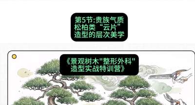 第05节：贵族气质&mdash;&mdash;松柏类&ldquo;云片&rdquo;造型的层次美学，课程：《景观树木&ldquo;整形外科&rdquo;造型实战特训营》#识农AI