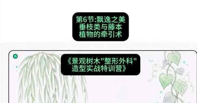 第06节：飘逸之美&mdash;&mdash;垂枝类与藤本植物的牵引术，课程：《景观树木&ldquo;整形外科&rdquo;造型实战特训营》#识农AI